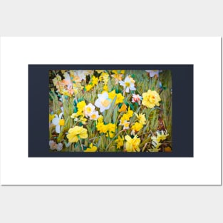 Daffodils 13 Posters and Art